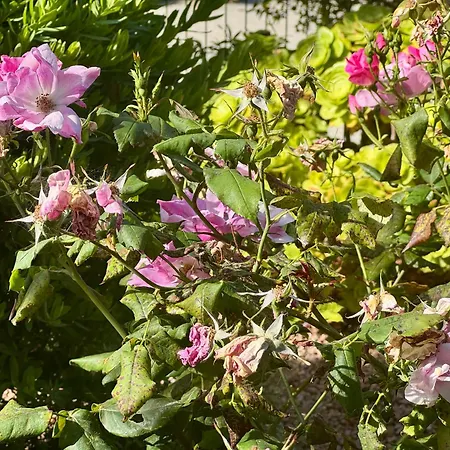 Deux Pieces Confort Sur Les Hauteurs De شقة